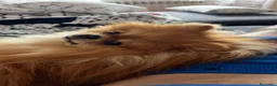 Spitz cani per accoppiamento: Mylo – spitz nano per accoppiamento  - Annuncio 3