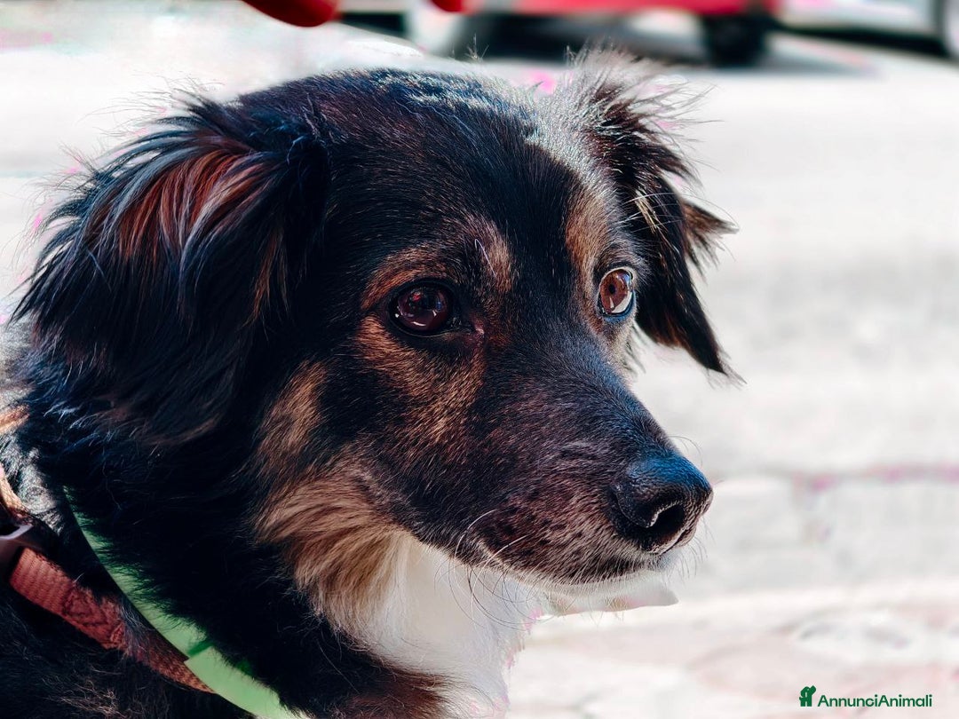 Meticcio cani in regalo: 💛 Dolce Mia cerca una nuova famiglia - Annuncio 2