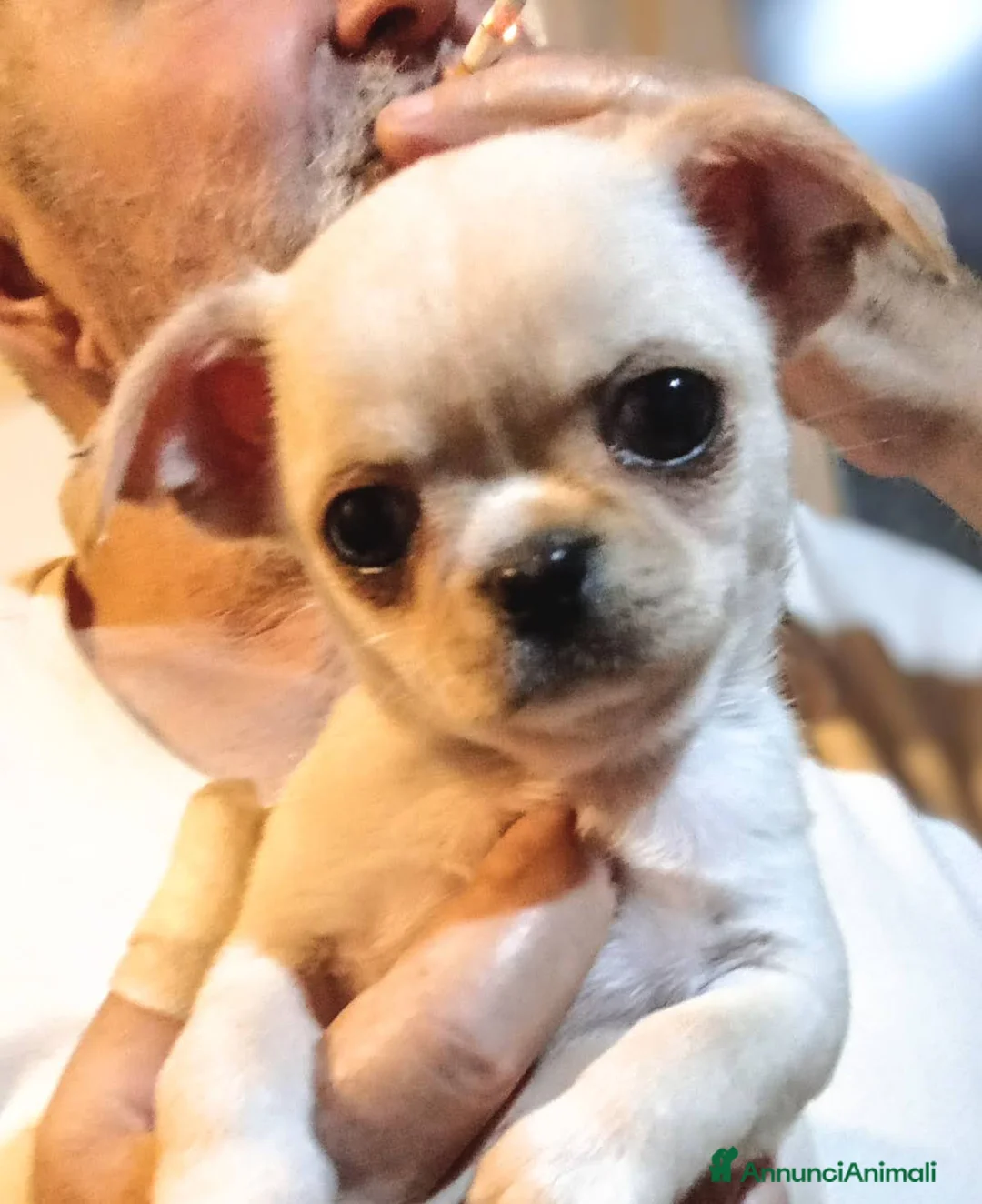 Chihuahua cani in vendita: Chihuahua con genealogia campioni internazionali  - Annuncio 1