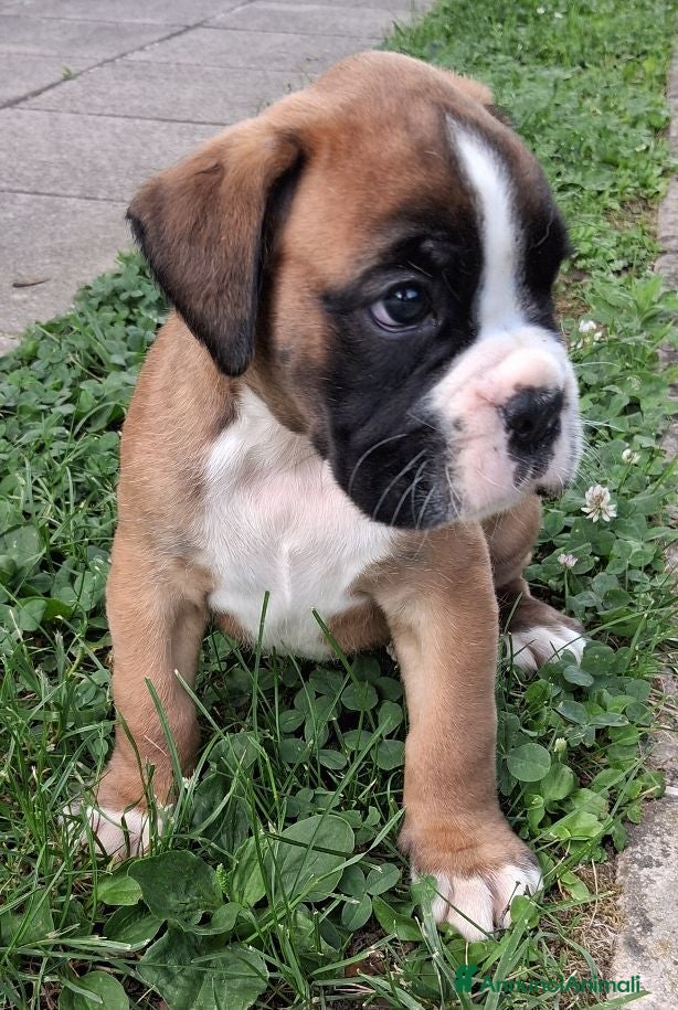 Boxer cani in vendita: boxer cuccioli  - Annuncio 8