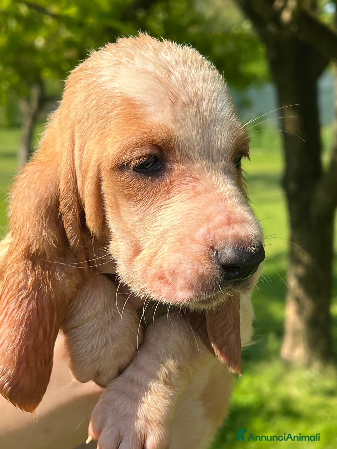 Bassethound cani in vendita: Cuccioli bassethound a Province of Piacenza - Immagine 6