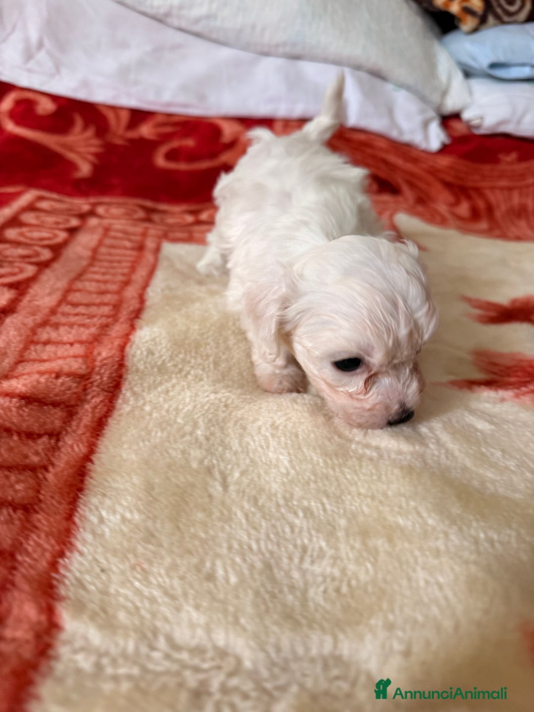 Bichon cani in vendita: Cuccioli di Bichon Maltese  - Annuncio 5