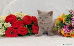 Scottish gatti in vendita: Scottish Straight bellezza rara  a Città Metropolitana di Torino - Immagine 9
