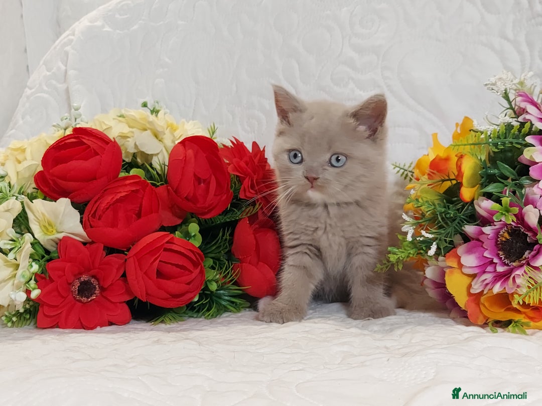 Scottish gatti in vendita: Scottish Straight bellezza rara  a Città Metropolitana di Torino - Immagine 9