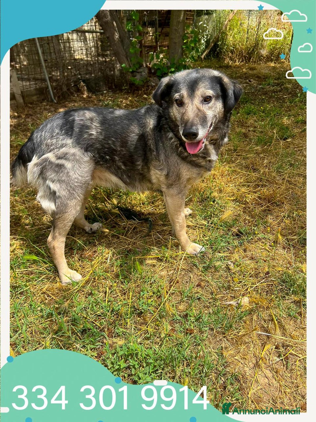 Meticcio cani in regalo: MOLLY 🩷 - adozione del cuore per questa mamma 🐾 - Annuncio 2