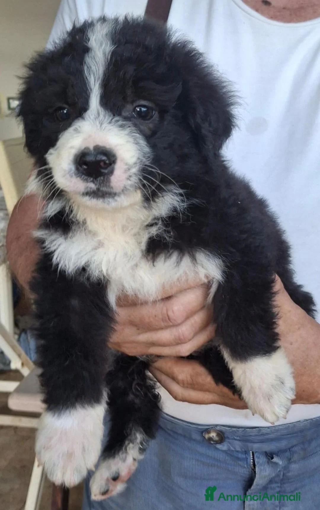Meticcio cani in regalo: DRUSILLA 🩷 morbida come un abbraccio a Provincia di Verona - Annuncio 2