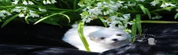 Maltese cani in vendita: Maltese Toy Cucciolo Trequartidiluna - Annuncio 1