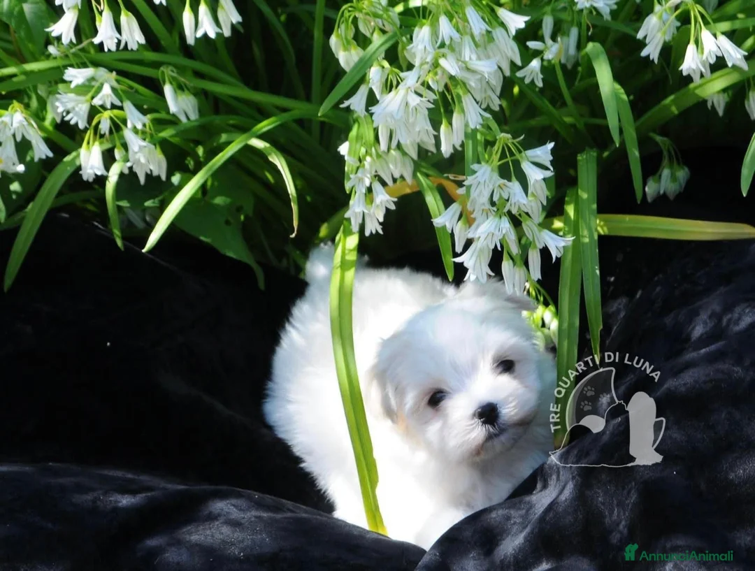Maltese cani in vendita: Maltese Toy Cucciolo Trequartidiluna - Annuncio 1