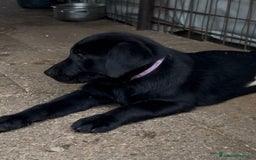 Labrador cani in vendita: Ultimi cuccioli di Labrador  a Provincia di Bergamo - Immagine 10