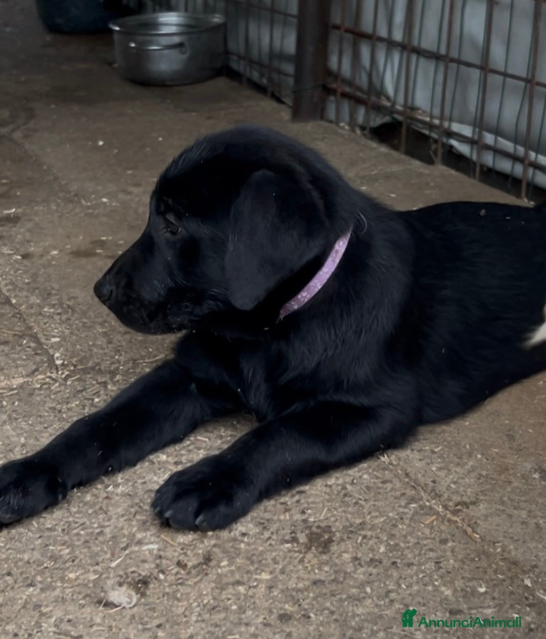 Labrador cani in vendita: Ultimi cuccioli di Labrador  a Provincia di Bergamo - Immagine 10
