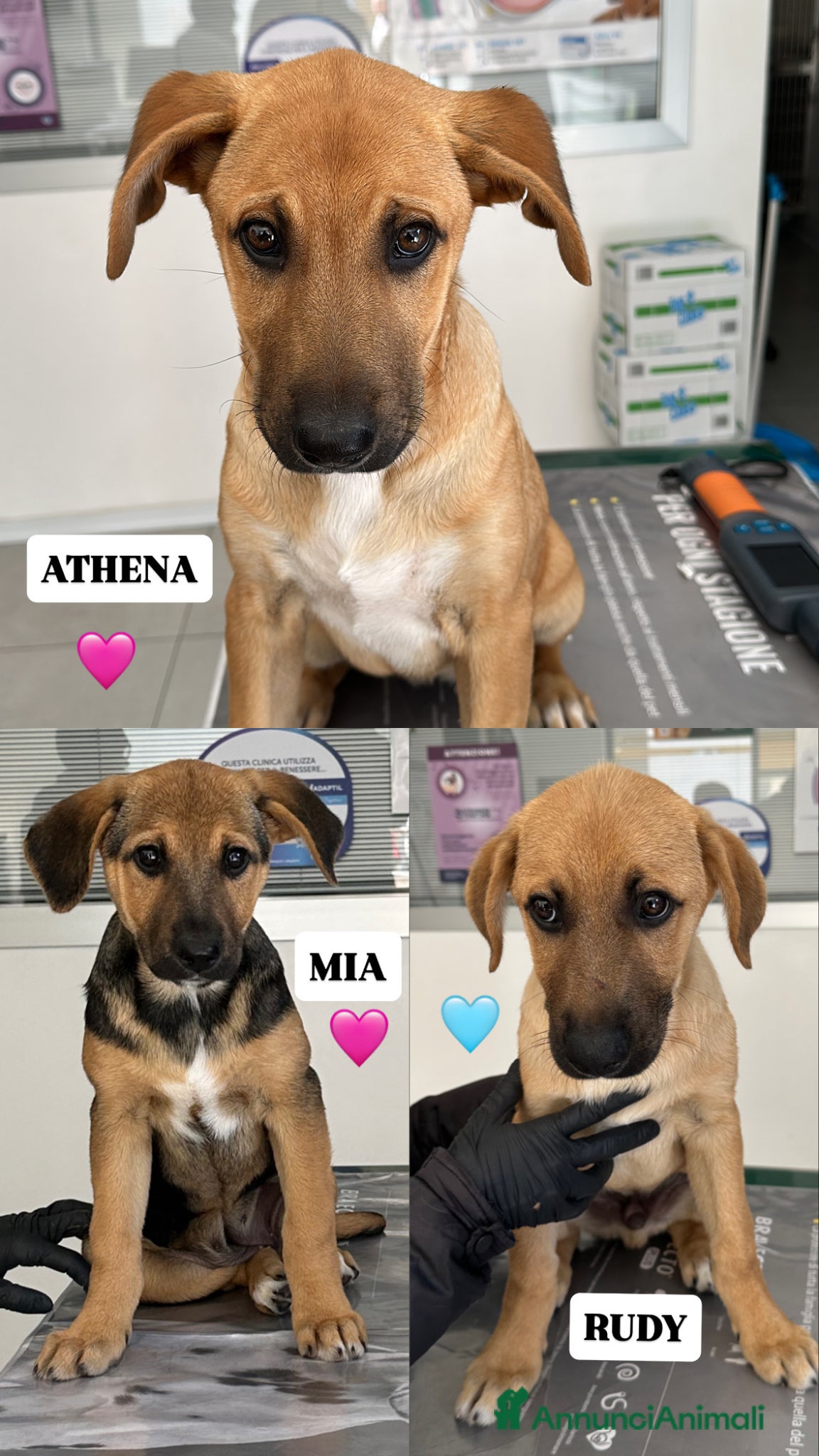 Meticcio cani MERAVIGLIE CERCANO CASA - Annuncio 1