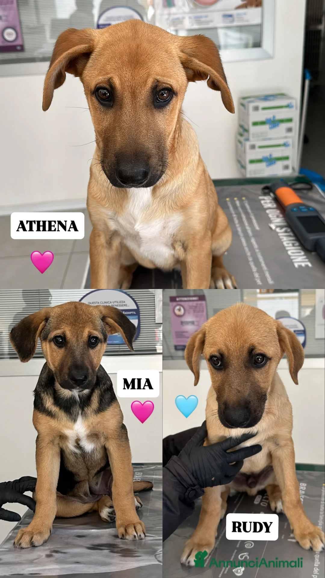 Meticcio cani in regalo: MERAVIGLIE CERCANO CASA - Annuncio 1