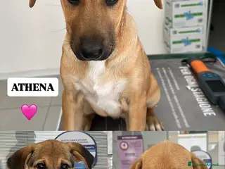 Meticcio cani MERAVIGLIE CERCANO CASA - Annuncio 5