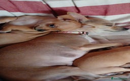 Chihuahua cani in vendita: Cuccioli di chihuahua deliziosi a Città metropolitana di Roma Capitale - Immagine 17