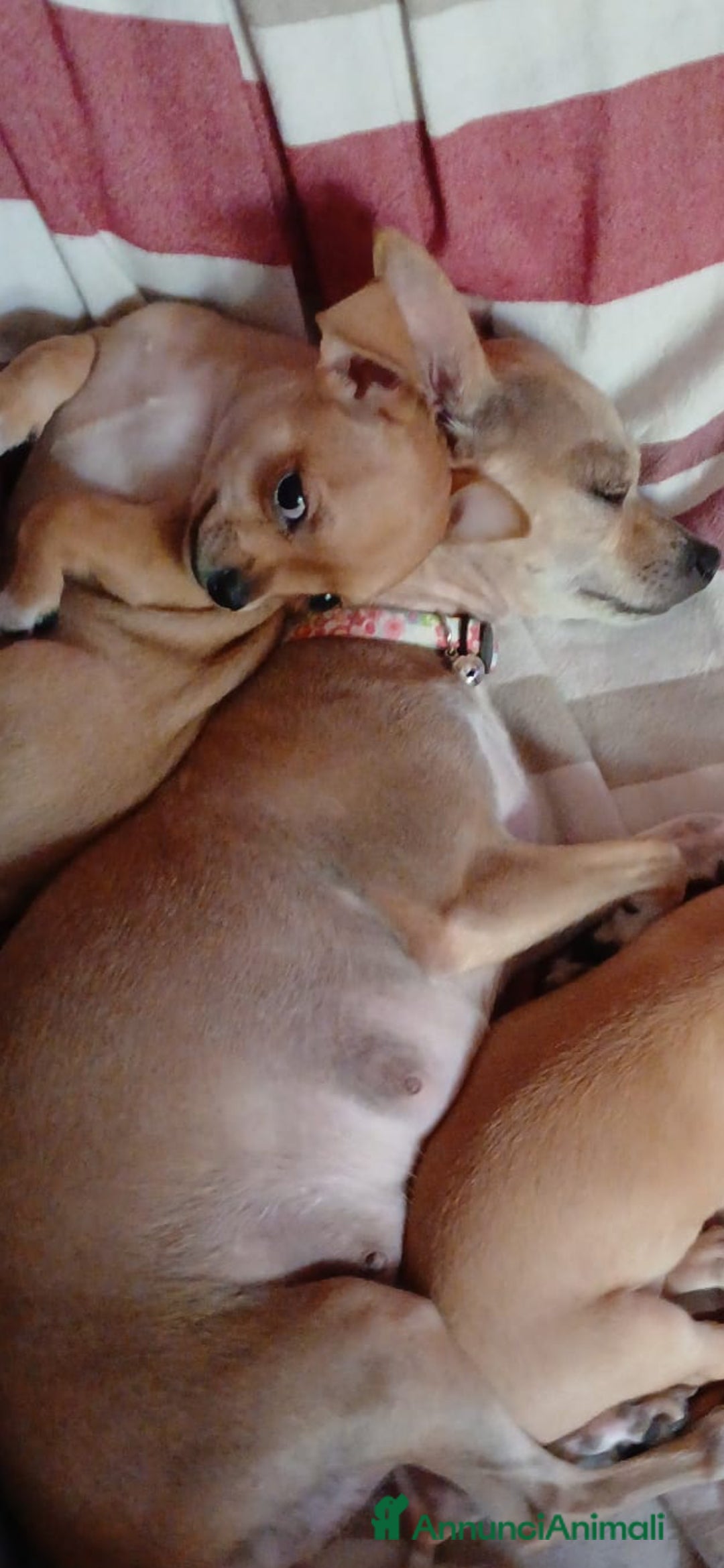 Chihuahua cani in vendita: Cuccioli di chihuahua deliziosi a Città metropolitana di Roma Capitale - Immagine 17