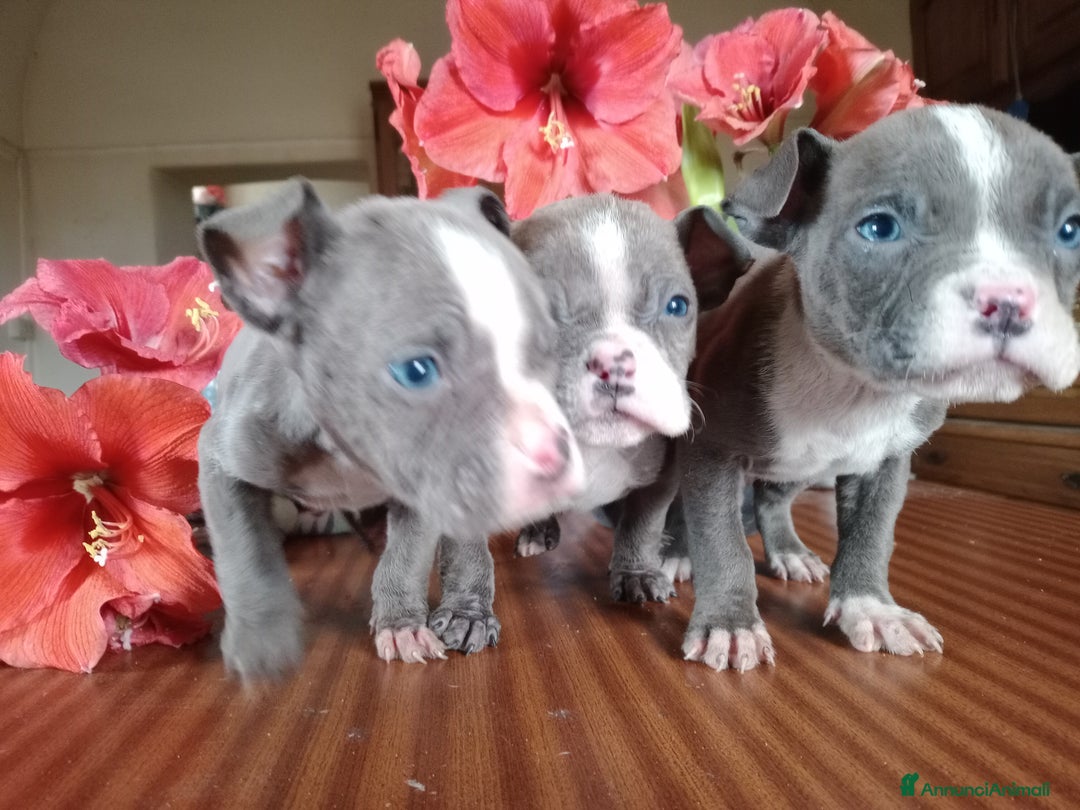 American Bully cani in vendita: American Bully, genitori addestrati da pet terapy  - Annuncio 9