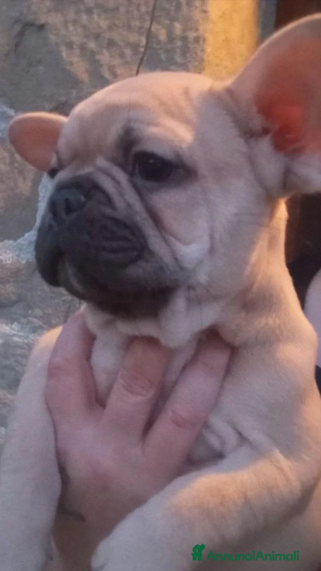 Bulldog Francese cani in vendita: Bulldog francese  - Annuncio 4