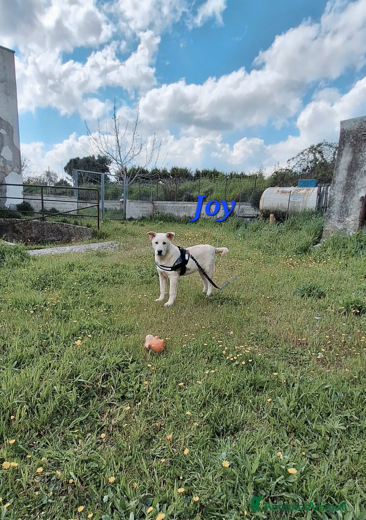 Meticcio cani Joy stupendo cucciolo in attesa di una famiglia - Annuncio 4