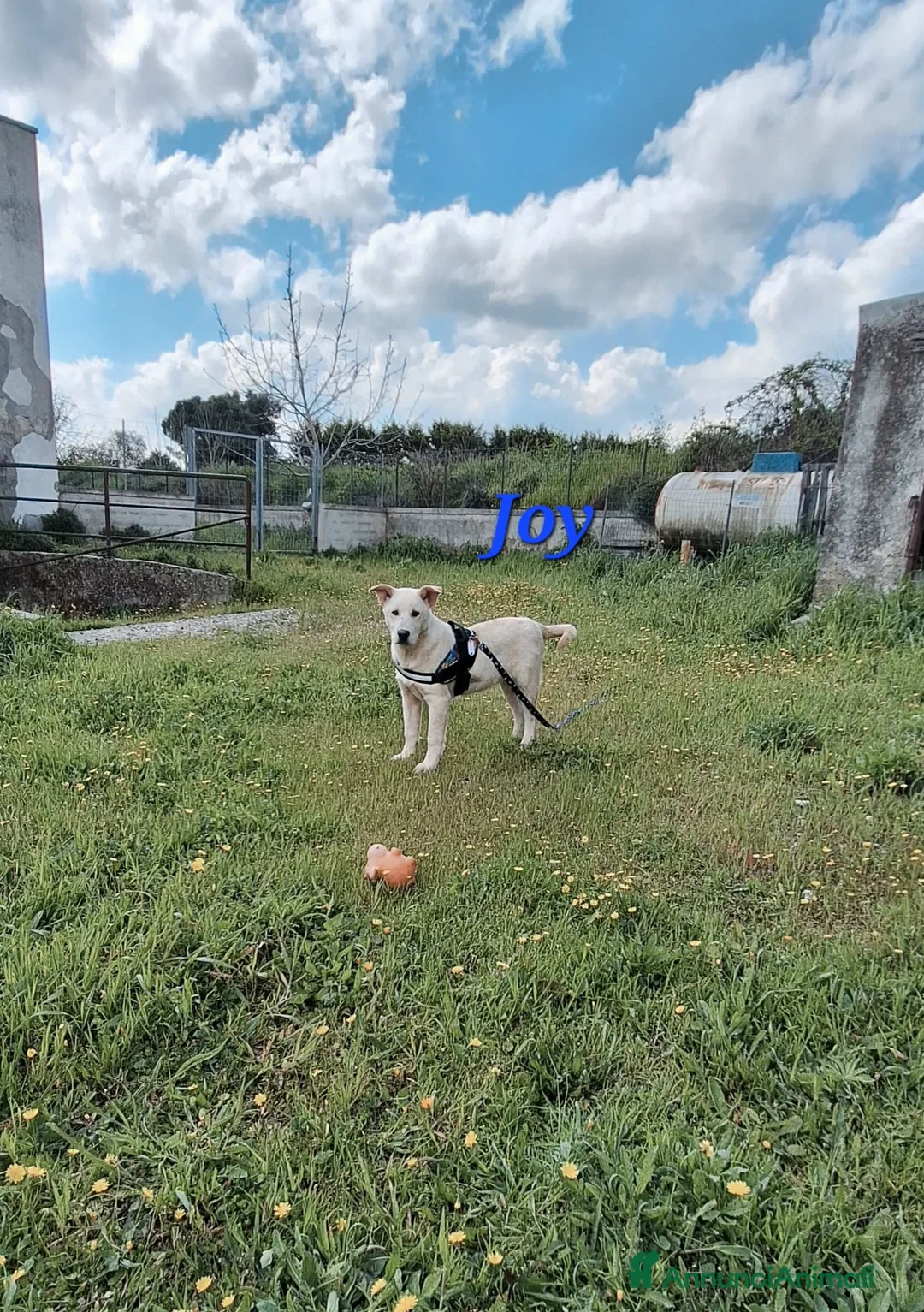 Meticcio cani in regalo: Joy stupendo cucciolo in attesa di una famiglia - Annuncio 1