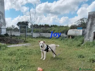 Meticcio cani Joy stupendo cucciolo in attesa di una famiglia - Annuncio 4