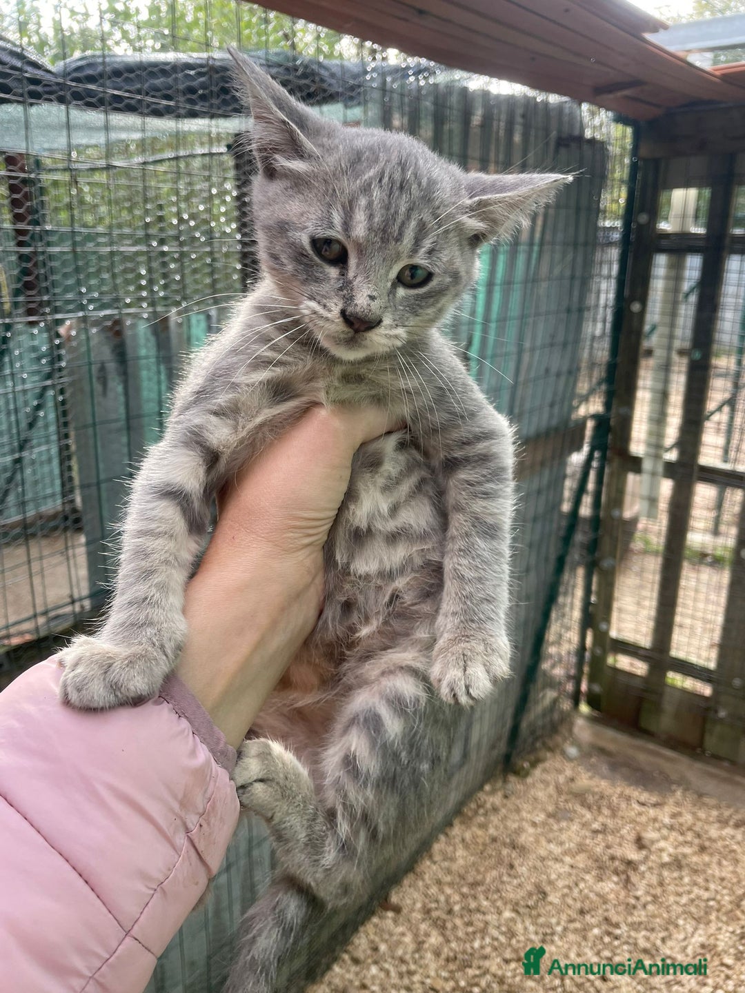 Meticcio gatti in regalo: TIGRO a Città metropolitana di Roma Capitale - Annuncio 8