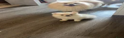 Volpino Pomerania cani in vendita: Volpino Pomerania  - Annuncio 4