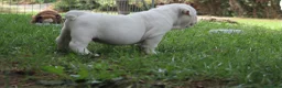 Bulldog cani in vendita: Cuccioli Bulldog Inglese con Pedigree - Annuncio 9