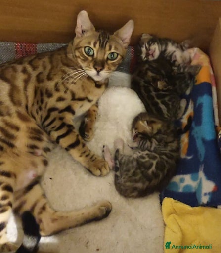 Immagine della galleria {{count}}