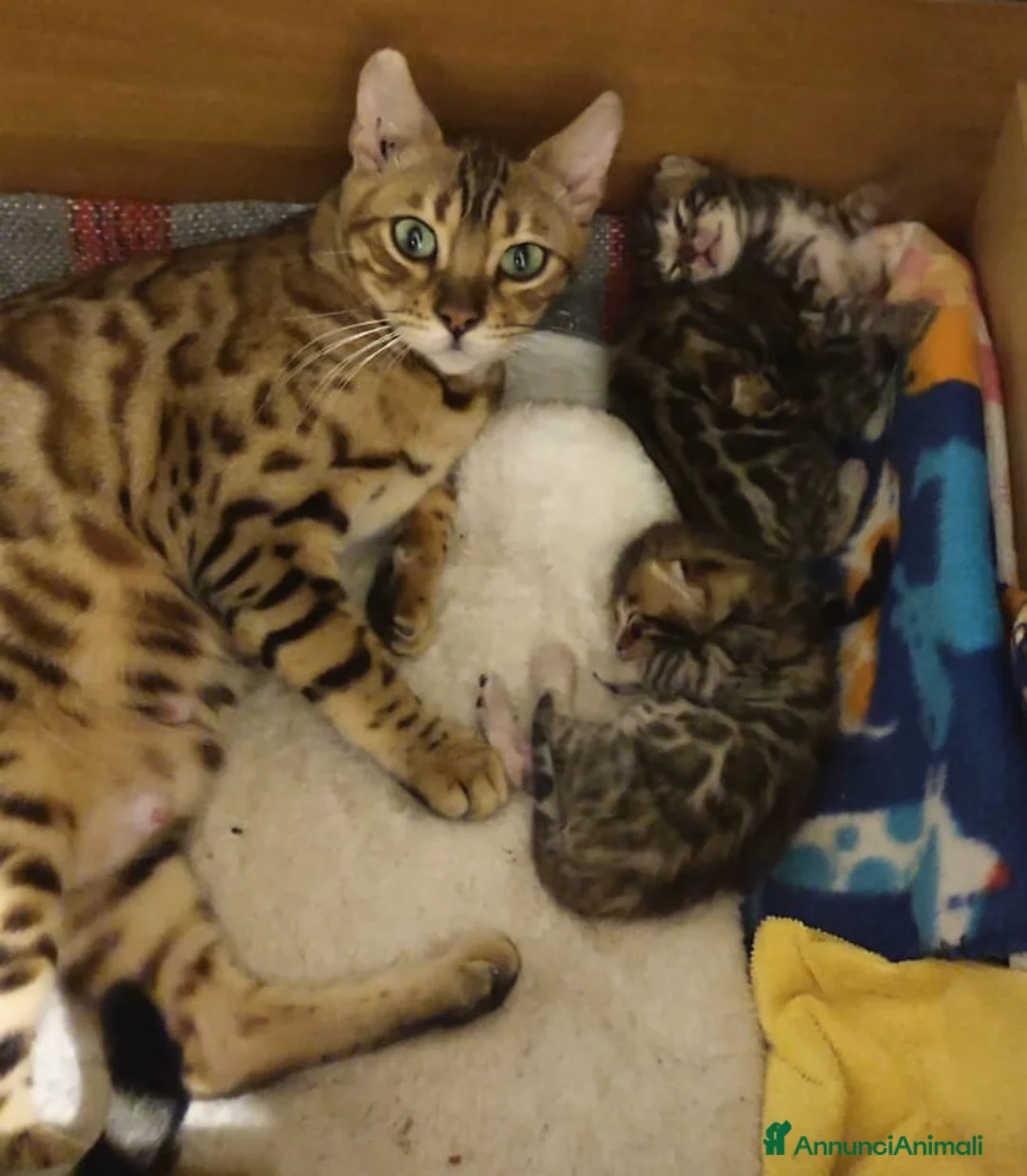 Immagine della galleria {{count}}