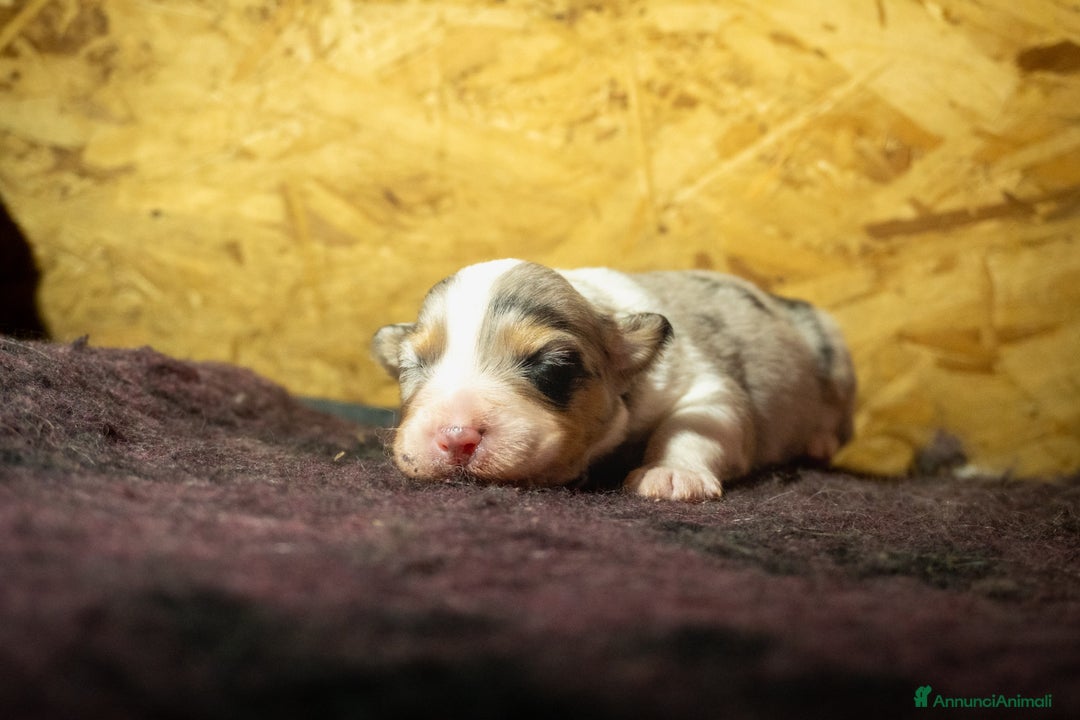 Australian Shepherd cani in vendita: Australian Shepherd  - Annuncio 20