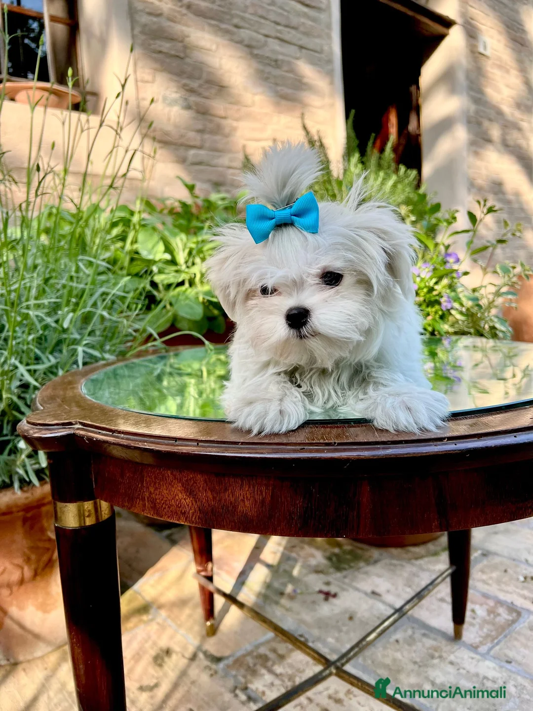 Maltese cani in vendita: Maltesi con Pedigree a Provincia di Pordenone - Annuncio 3