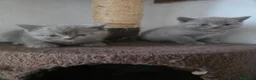 British gatti in vendita: Gattini brittish shorthair - Annuncio 4