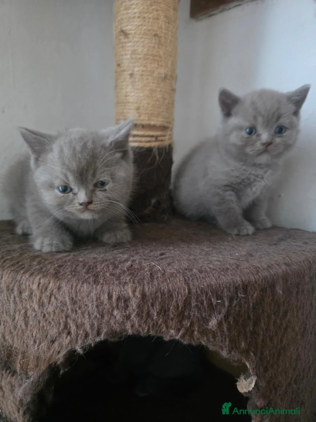 British gatti in vendita: Gattini brittish shorthair - Annuncio 4