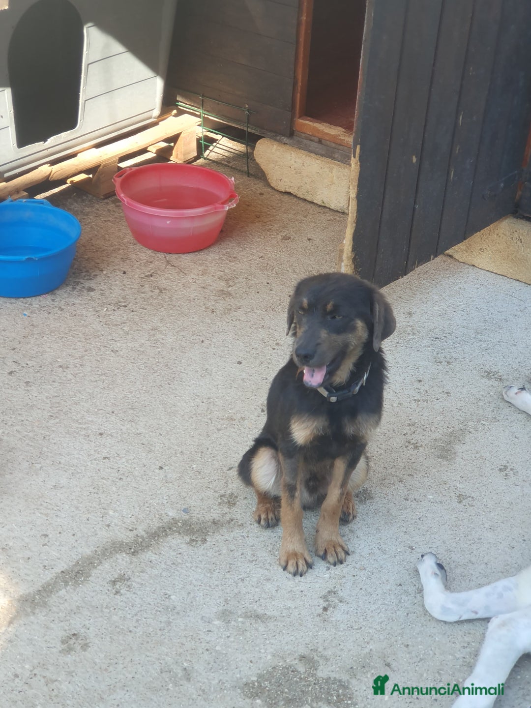 Meticcio cani in regalo: SPINO - Annuncio 12