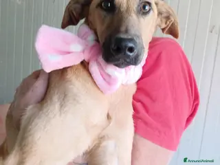 Meticcio cani LA TENERA ALBICOCCA - Annuncio 5