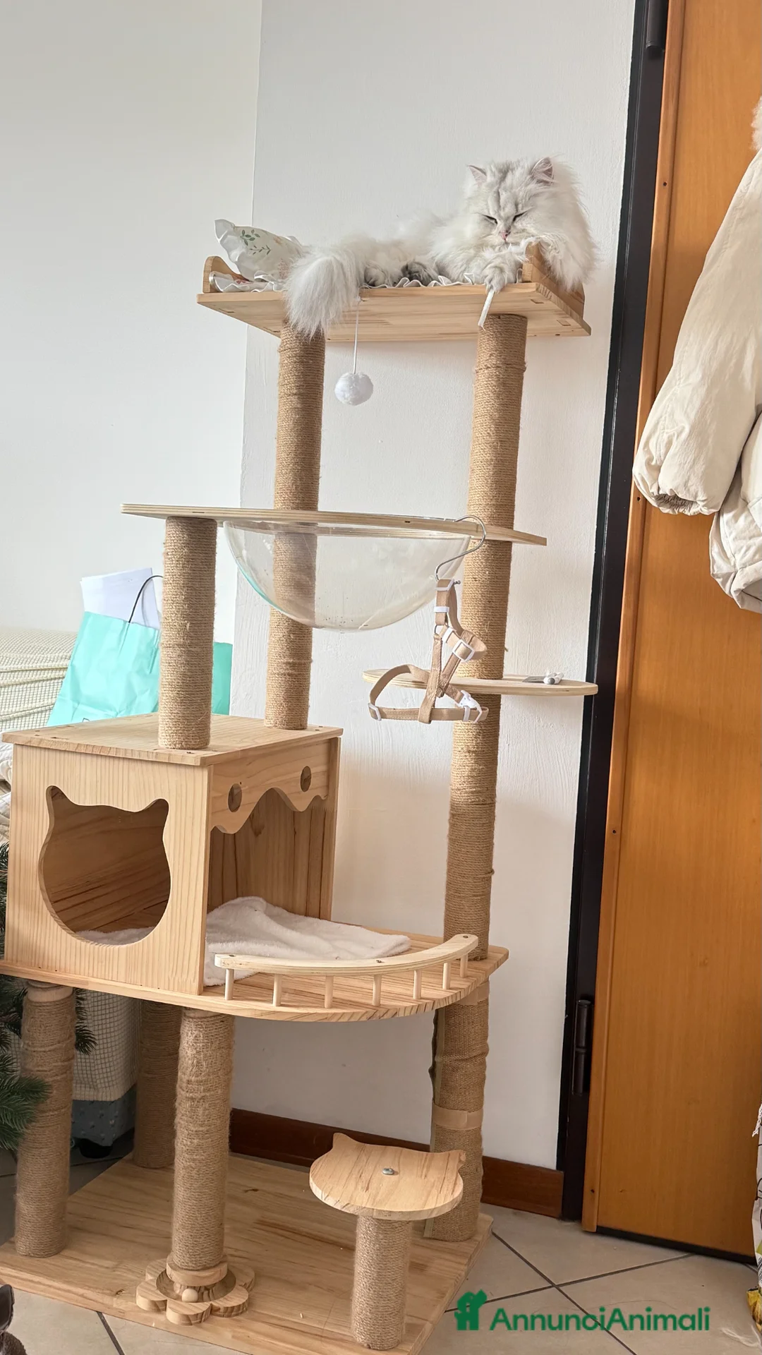 British gatti in vendita: British Longhair Silver Shaded  con Pedigree ENFI - Annuncio 2