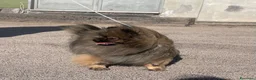 Volpino Pomerania cani in vendita: Due cuccioli maschi di Pomeranian con pedigree  a Città metropolitana di Catania - Annuncio 15
