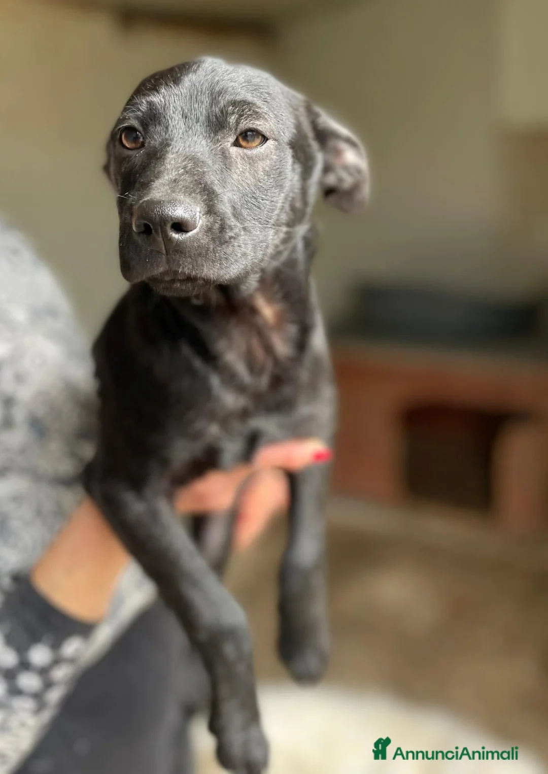 Meticcio cani in regalo: IL TENERO THEDORE a Provincia di Bergamo - Annuncio 2