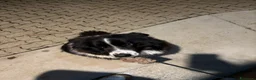 Border Collie cani per accoppiamento: Border collie maschio per accoppiamento  - Annuncio 4
