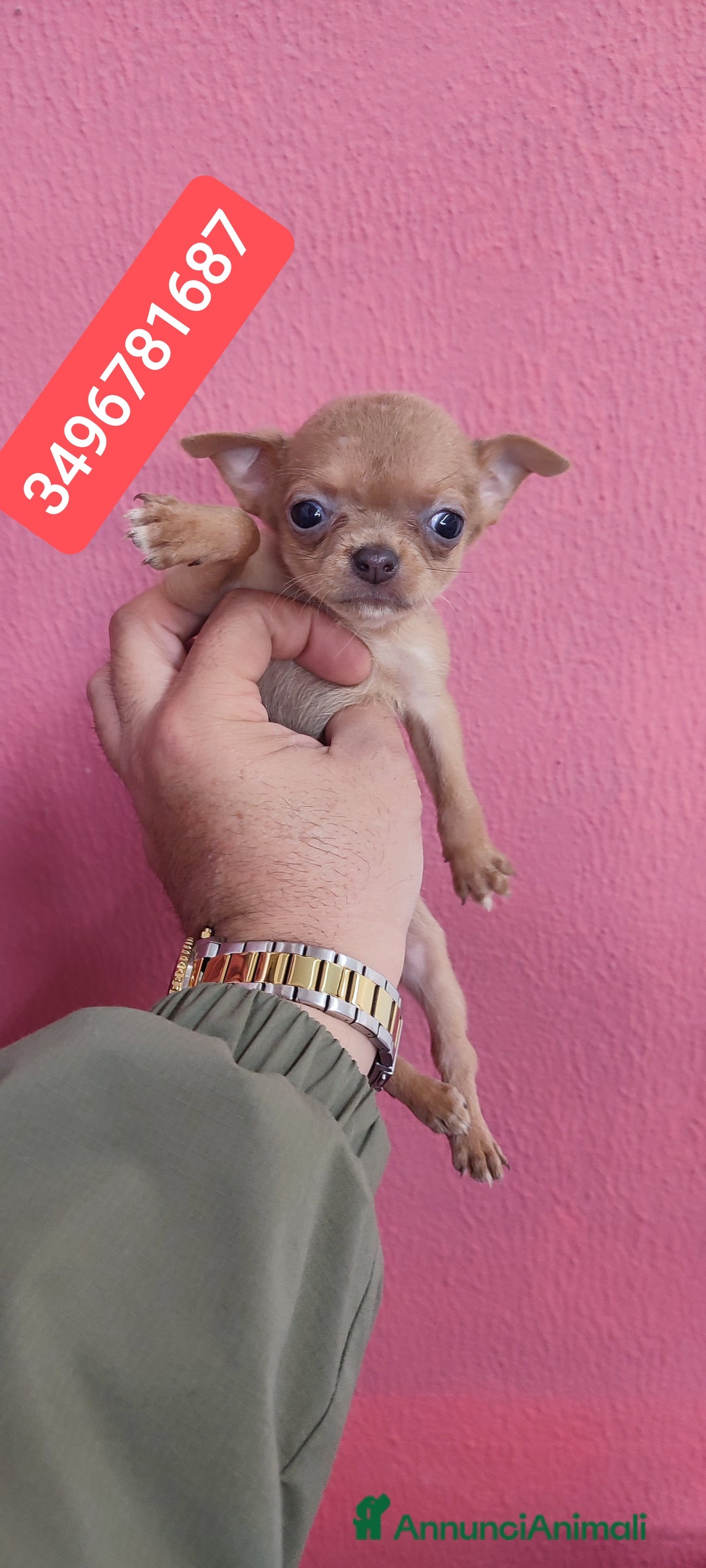 Chihuahua cani in vendita: CHIHUAHUA ultima stupenda coccolina - Annuncio 1