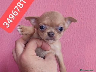 Chihuahua cani CHIHUAHUA ultima stupenda coccolina - Annuncio 2