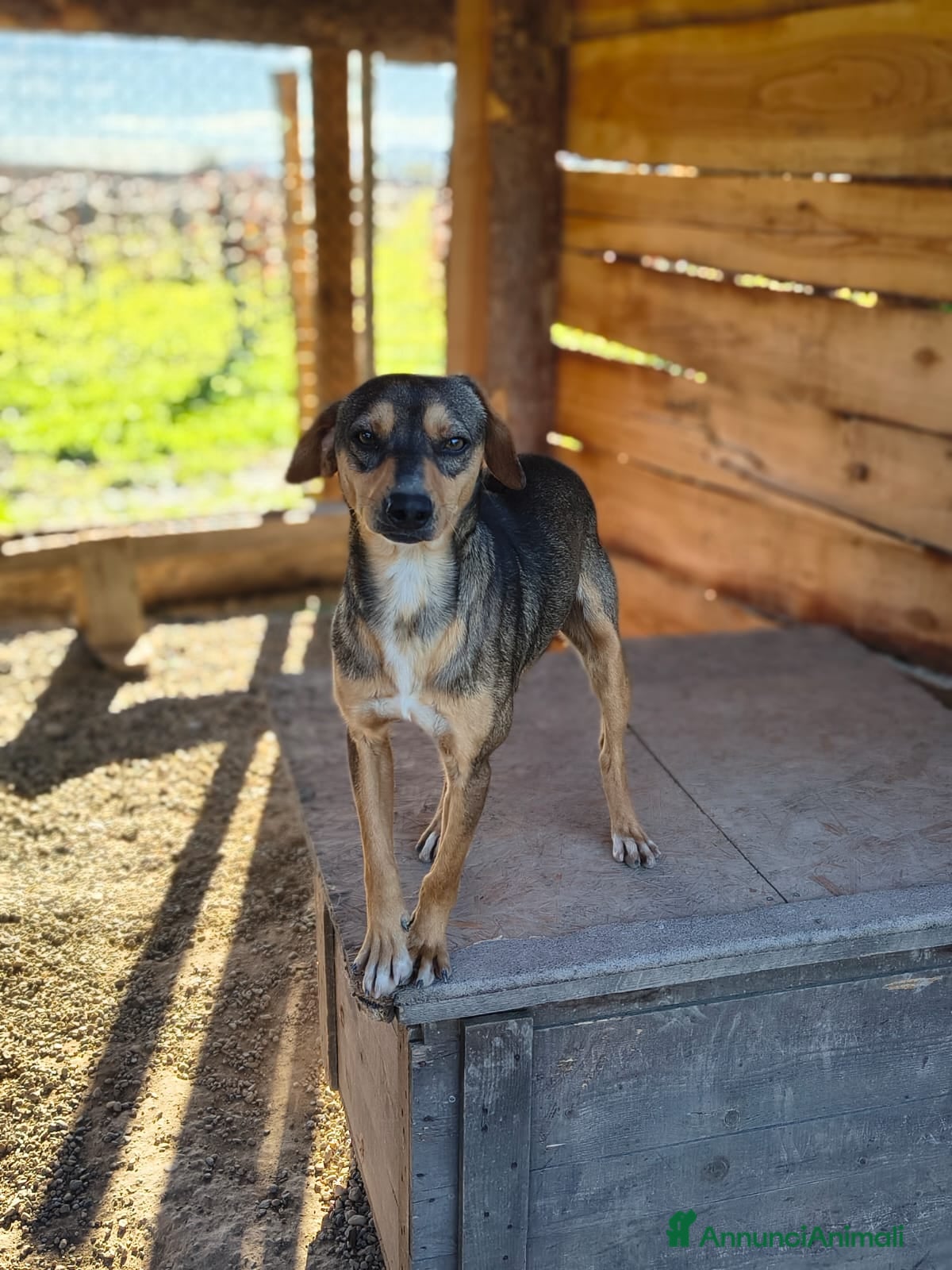 Meticcio cani Jackson - Annuncio 7