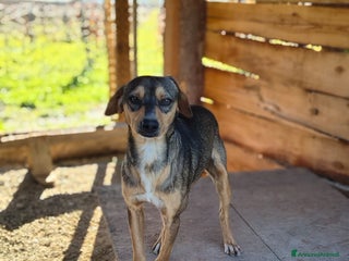 Meticcio cani Jackson - Annuncio 13