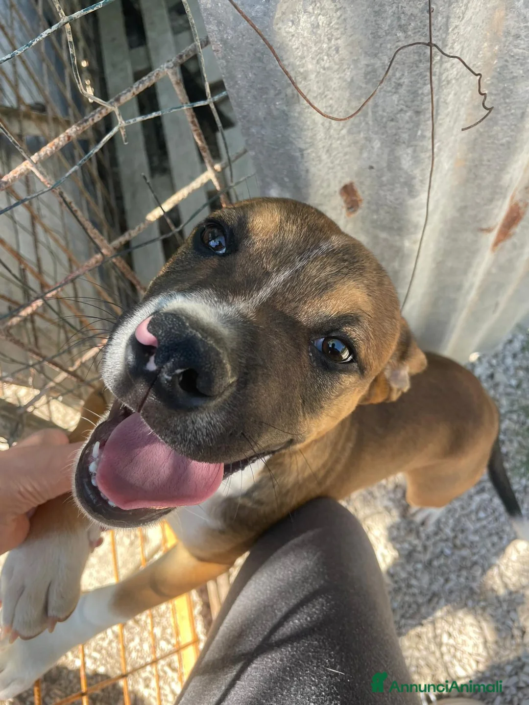 Meticcio cani in regalo: IL SIMPATICO CHOCHIT - Annuncio 1