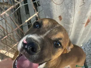 Meticcio cani IL SIMPATICO CHOCHIT - Annuncio 36