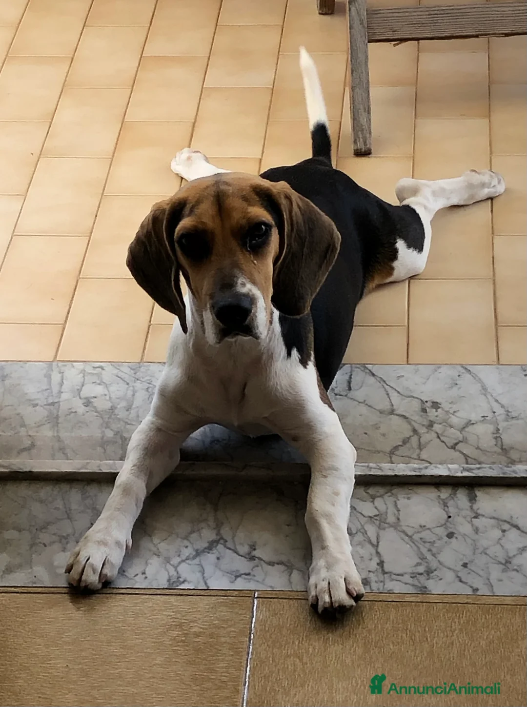 Beagle cani per accoppiamento: Cerco beagle femmina per accoppiamento  - Annuncio 3