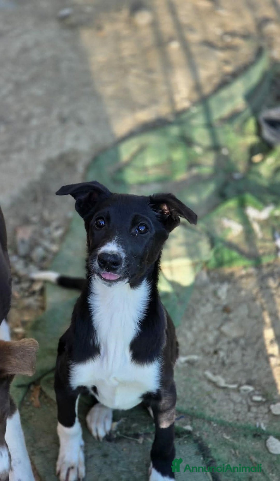 Meticcio cani in regalo: CUCCIOLI LADY E TESEO IN REGALO - Annuncio 2