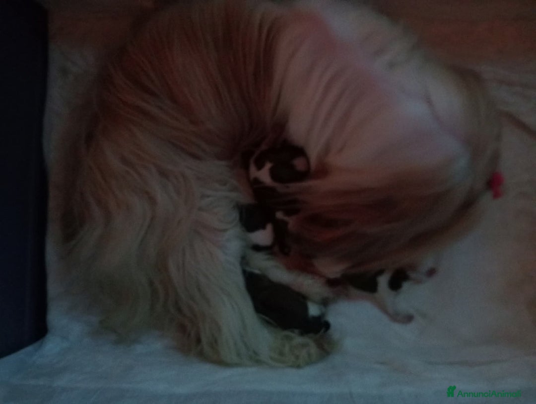 Shih Tzu cani in vendita: Cuccioli di shih Tzu  - Annuncio 2