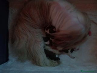 Shih Tzu cani Cuccioli di shih Tzu - Annuncio 3