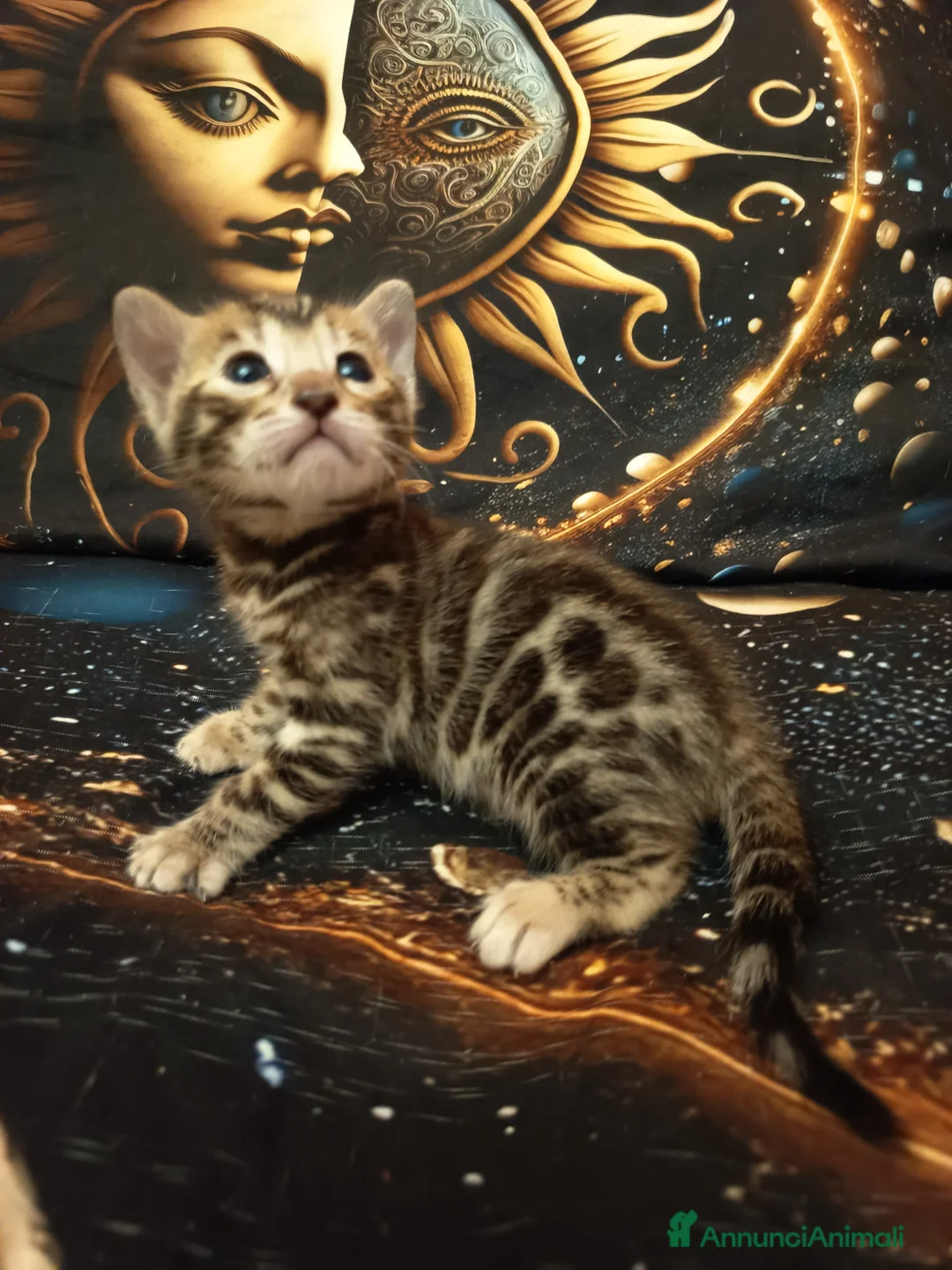 Bengala gatti in vendita: meravigliosi feminucce Bengala  - Annuncio 1